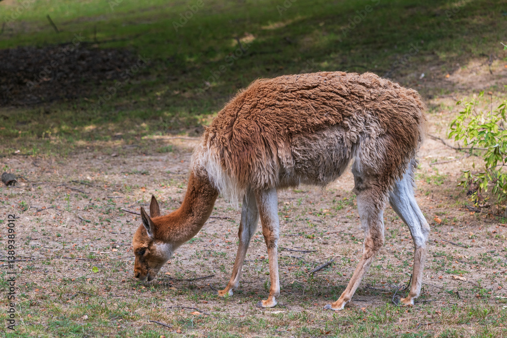 Obraz premium Vicuna Lama Vicugna Grazing