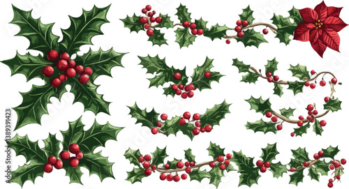 Holly berry florals are used to create decorative frame dividers for winter holiday decorations and invitation cards, as well as borders and delimiters for Christmas and weddings