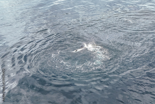 paele’s dolphins near the coast of punta arenas, chile