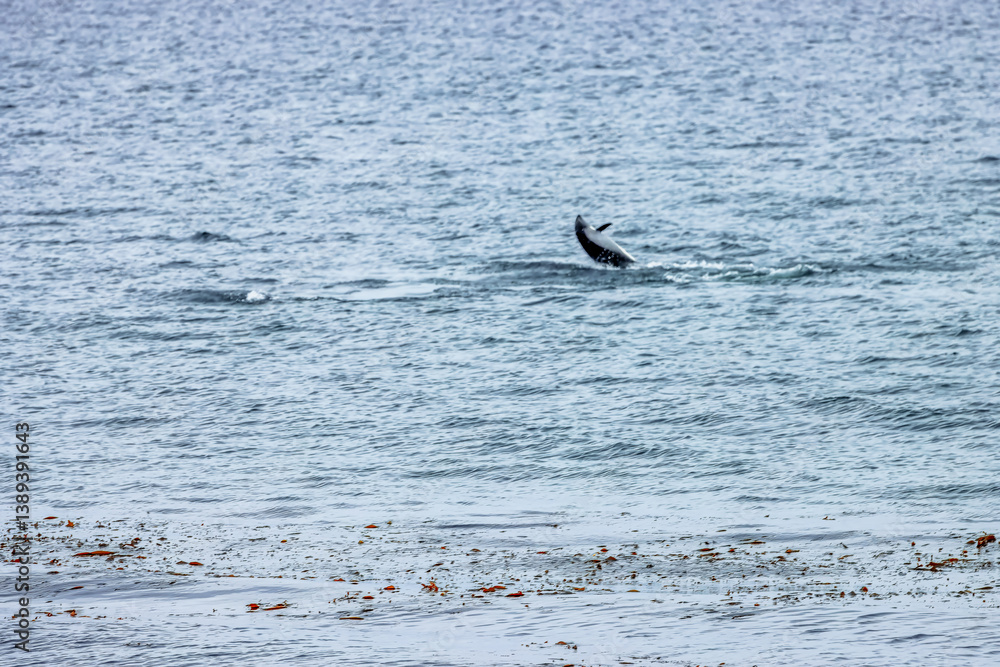 paele’s dolphins near the coast of punta arenas, chile paele’s dolphins near the coast of punta arenas, chile
