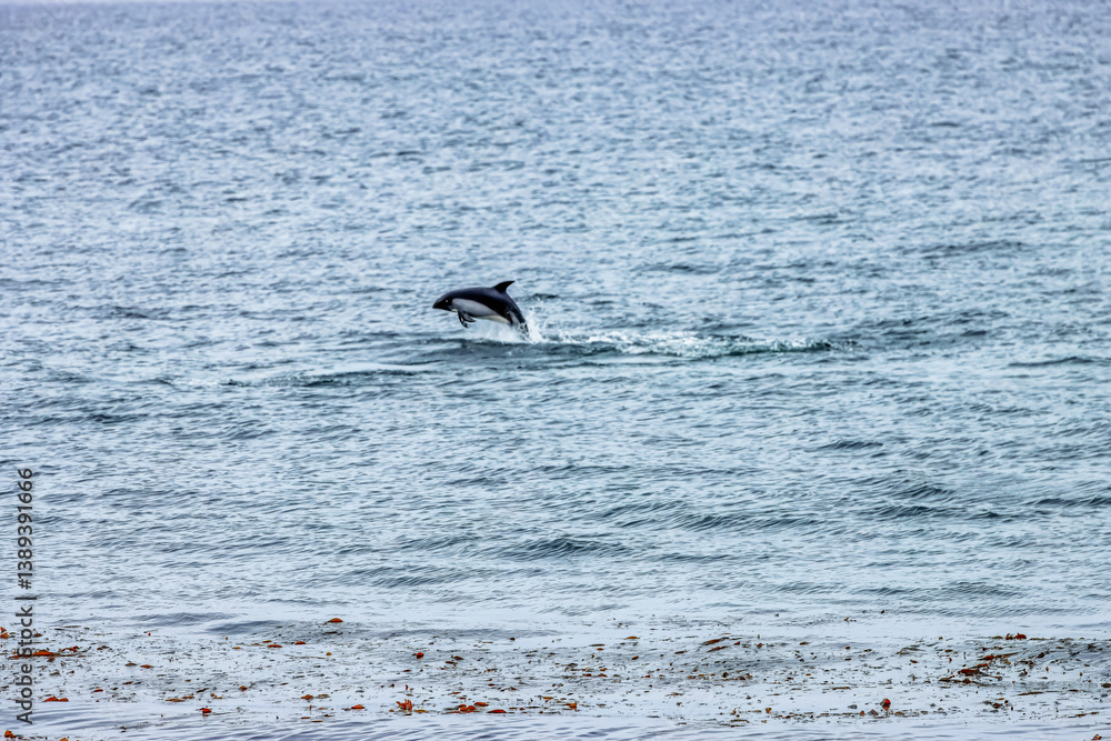 Obraz premium paele’s dolphins near the coast of punta arenas, chile