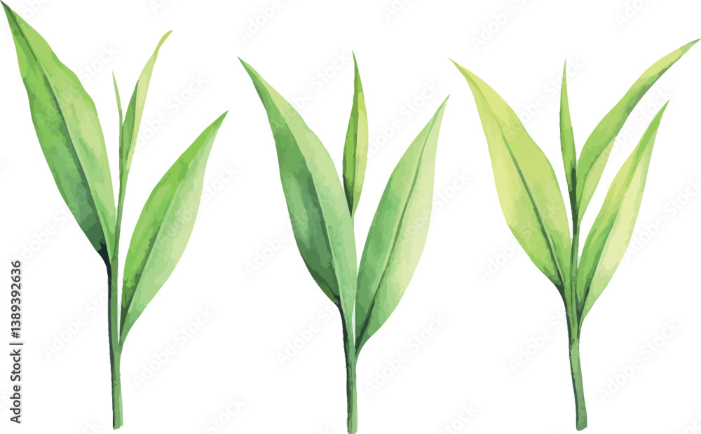 Fototapeta premium On a clear Stock background, watercolor Matcha Green tea elements such as leaves and objects are isolated
