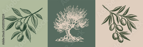 Olive tree and branch hand drawn illustrations, sketch.	
