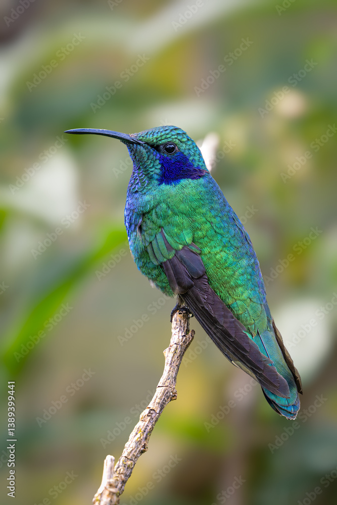 Fototapeta premium The lesser violetear, Colibri cyanotus, also known as the mountain violet-ear