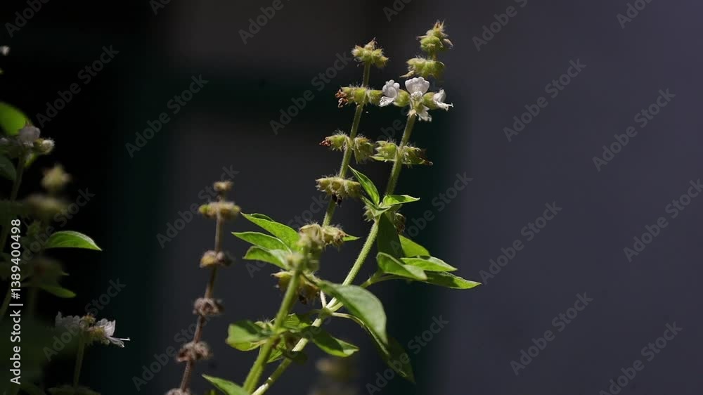 Ocimum sanctum or Holy Basil is an upright green vegetable Leaves with flowers blooming in the yard Ocimum sanctum or Holy Basil is an upright green vegetable Leaves with flowers blooming in the yard