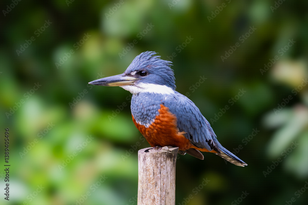 Fototapeta premium The ringed kingfisher, Megaceryle torquata is a large, conspicuous, and noisy