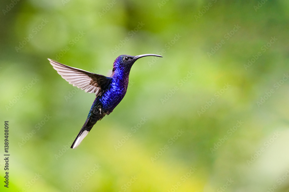 Campylopterus hemileucurus, the violet sabrewing, in flight Campylopterus hemileucurus, the violet sabrewing, in flight