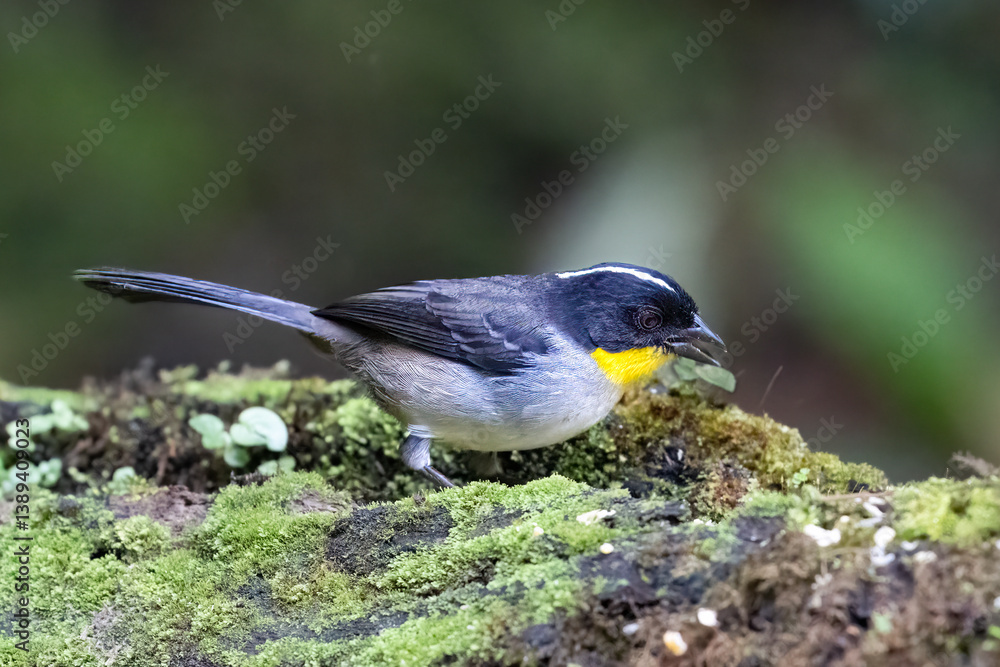 Fototapeta premium The white-naped brushfinch, Atlapetes albinucha, the yellow-throated brush finch