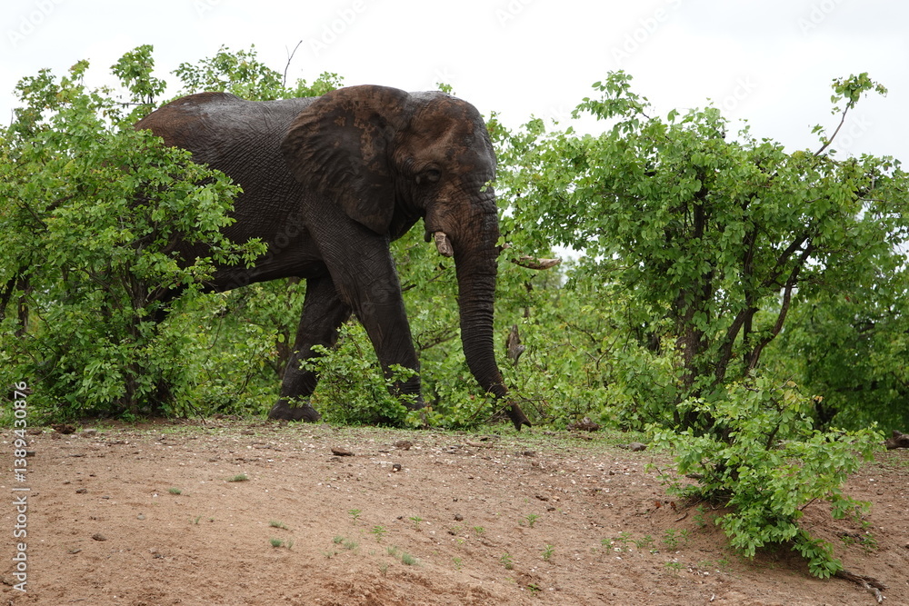 Fototapeta premium elephant in the forest, Africa, animal, wildlife, safari, big, wild, nature, large, african elephant, bush, ears, park, animals, walking, kruger, family