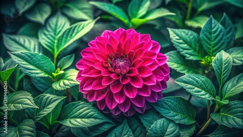 Vibrant fuchsia dahlia blossom surrounded by lush, deep green foliage, a captivating display of natural beauty