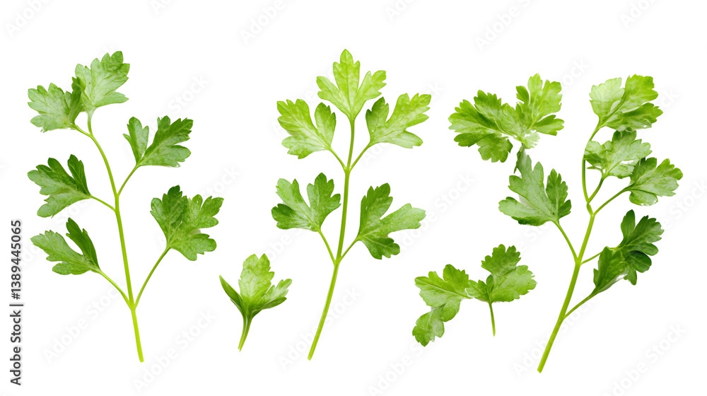 Fresh and Vibrant Green Parsley Leaves on Transparent Background - Culinary Concept Image Fresh and Vibrant Green Parsley Leaves on Transparent Background - Culinary Concept Image
