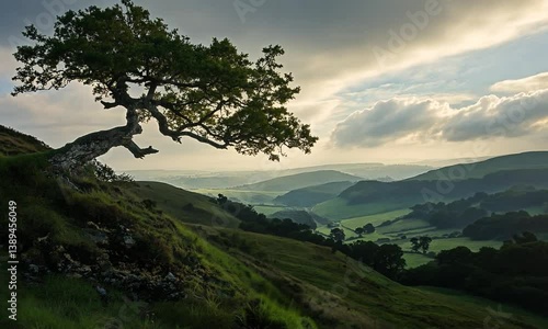 Majestic tree on hillside overlooking lush green valleys under dramatic cloudy sky