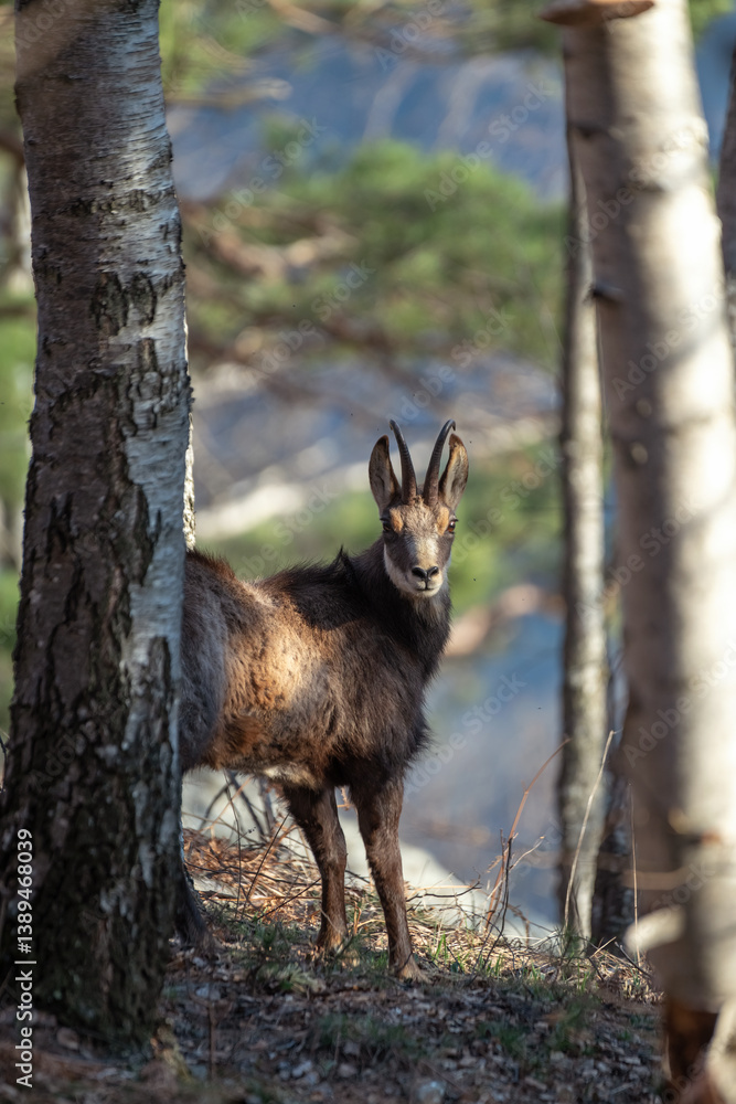 Alpine chamois with winter fur captured in the thick of the forest almost perfectly framed by the tree trunks in sunset light. Species: Rupicapra rupicapra. Location: Italian Alps.