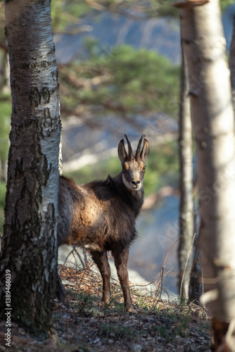 Obraz na płótnie Alpine chamois with winter fur captured in the thick of the forest almost perfectly framed by the tree trunks in sunset light. Species: Rupicapra rupicapra. Location: Italian Alps. w salonie