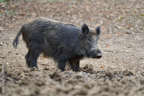 Obraz na płótnie Wild boar walking in forest clearing.. w salonie