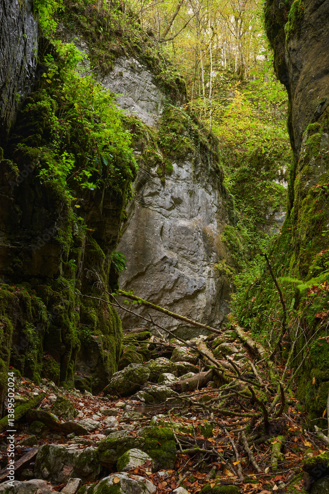 Mossy forest gorge with fallen trees........4o..