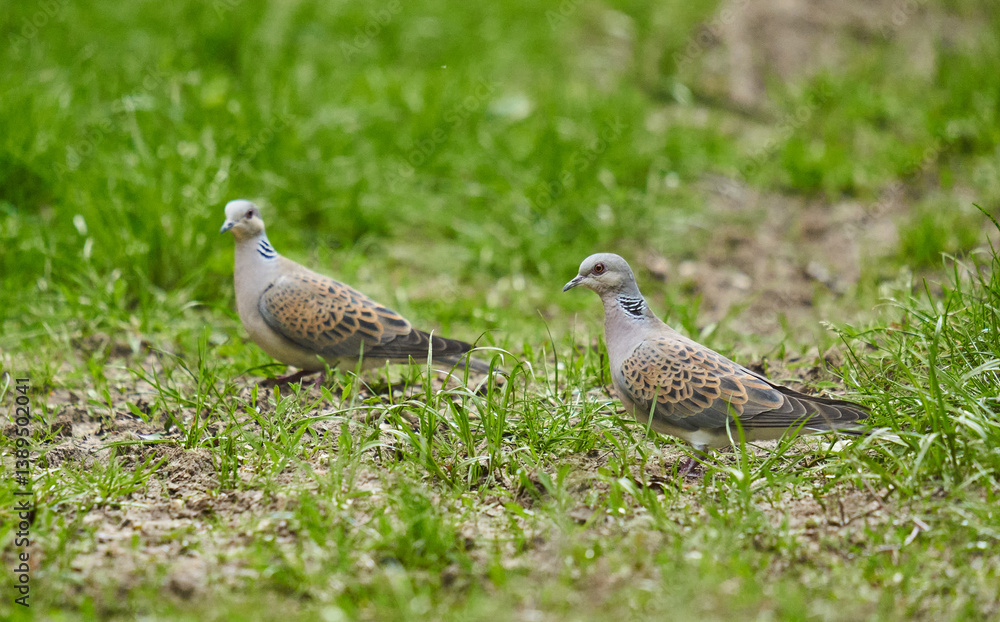Pair of turtle doves foraging.........