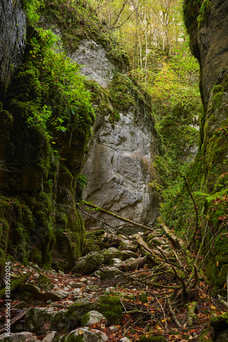 Obraz na płótnie Mossy forest gorge with fallen trees........4o.. w salonie