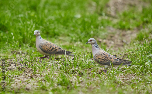 Obraz na płótnie Pair of turtle doves foraging......... w salonie