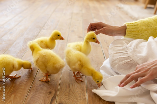 Woman petting little yellow goslings on wooden rural floor, close up. Easter concept.