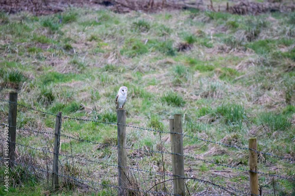 Barn owl (Tyto alba) perched on a fence post