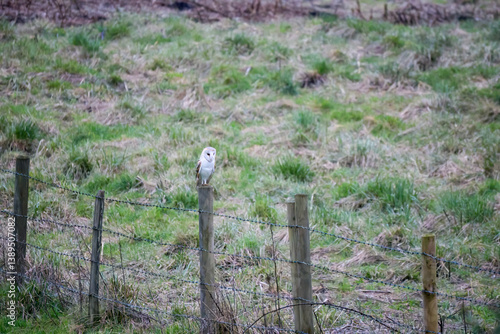 Obraz na płótnie Barn owl (Tyto alba) perched on a fence post w salonie