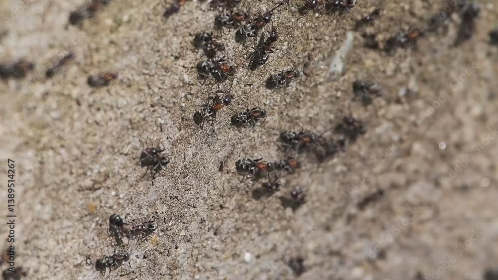 ants on the ground ants on the ground