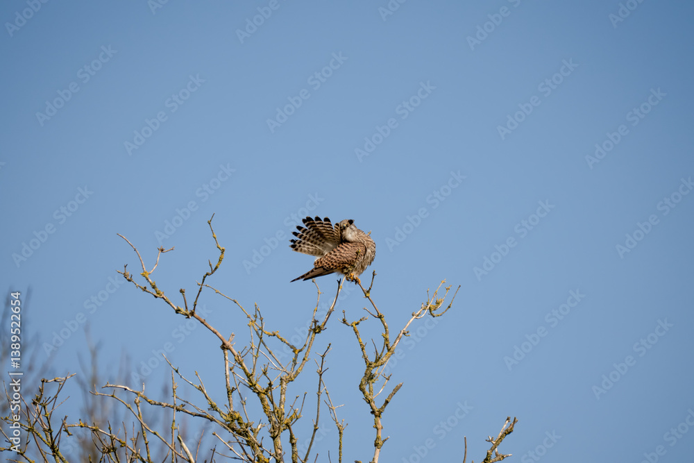 a kestrel (Falco tinnunculus) bird raptor sitting atop a winter tree