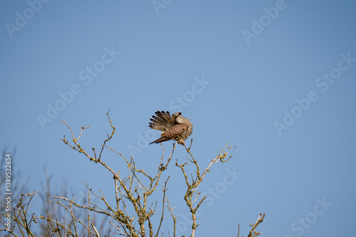 Obraz na płótnie a kestrel (Falco tinnunculus) bird raptor sitting atop a winter tree w salonie