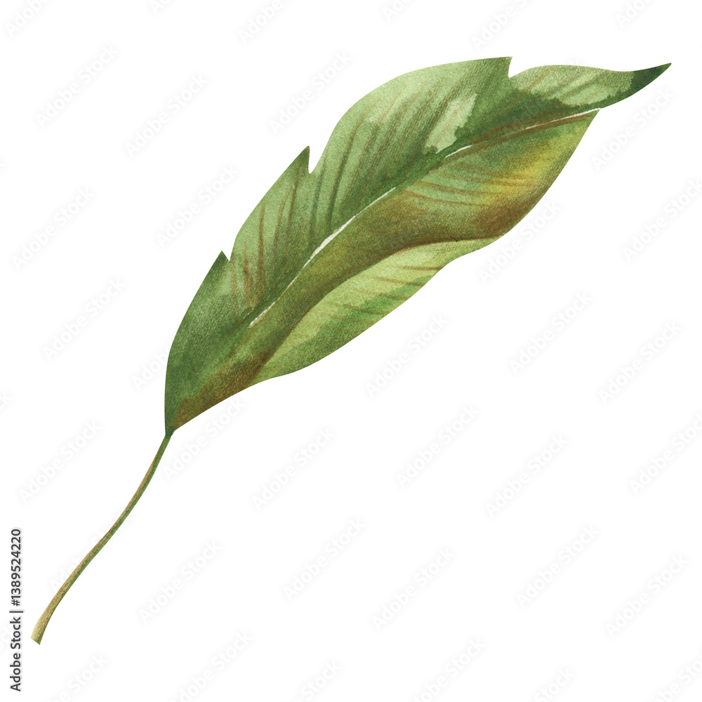 Obraz premium Green Palm Leaf Clipart, Hand Painted Watercolor Tropical Leaf