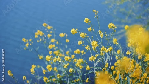 多摩川沿いに咲く菜の花と川面の風景（狛江・登戸・調布エリア）