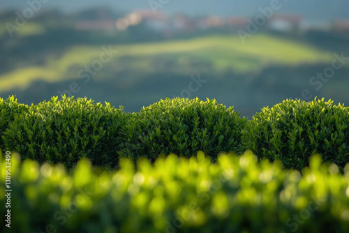 Buxus Garden