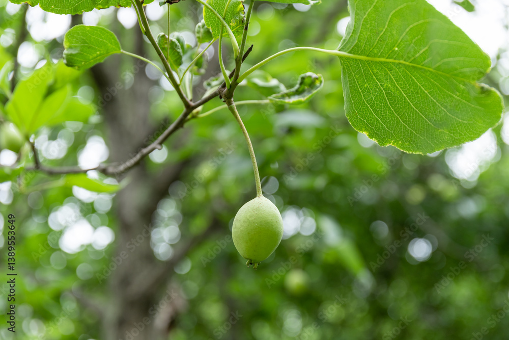 Fototapeta premium The fruit of the pear tree