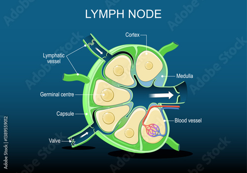 Lymph Node Anatomy