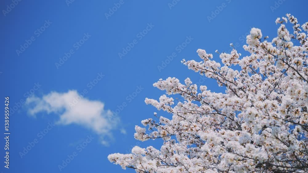 多摩川沿いに咲く桜と春の空|狛江・登戸・調布エリアの春風景 多摩川沿いに咲く桜と春の空|狛江・登戸・調布エリアの春風景