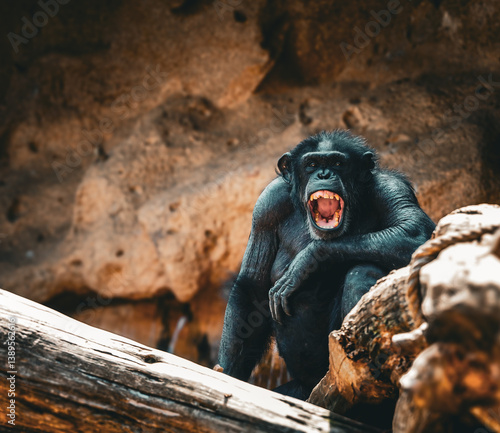 Canvas Print Angry Chimpanzee Showing Teeth in an Aggressive Display on a Log
