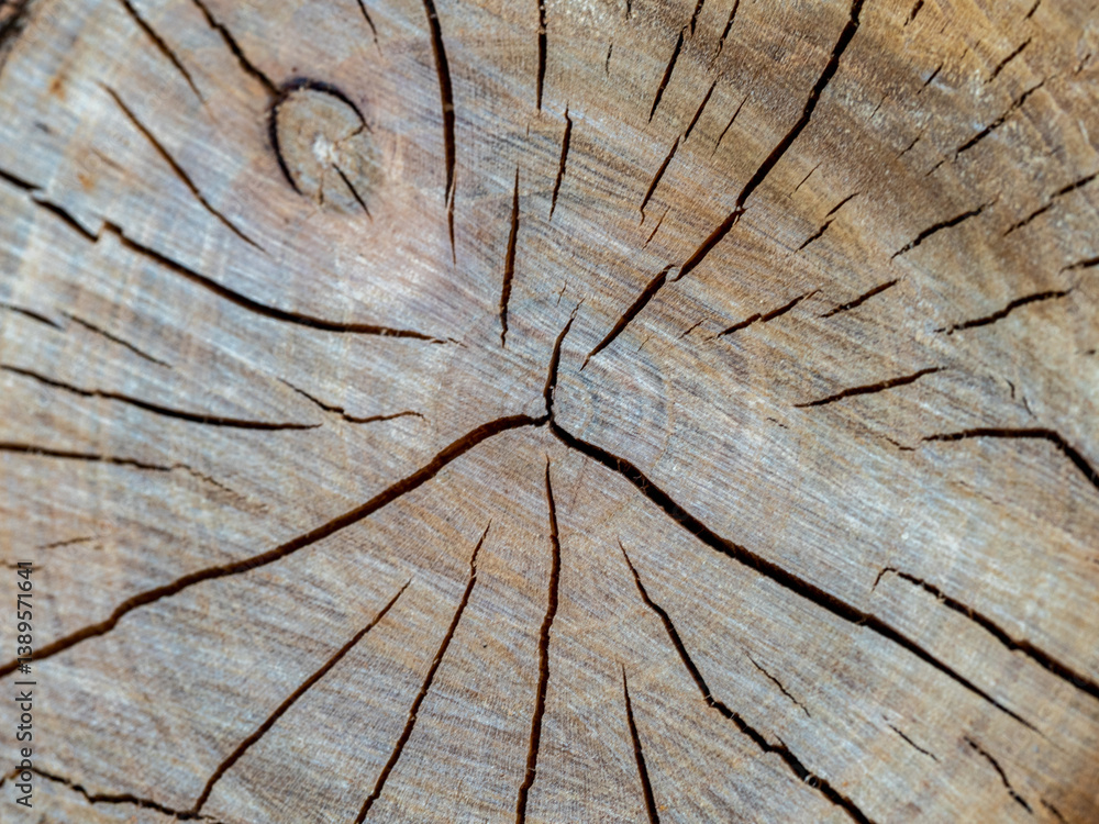 close up of a tree trunk
