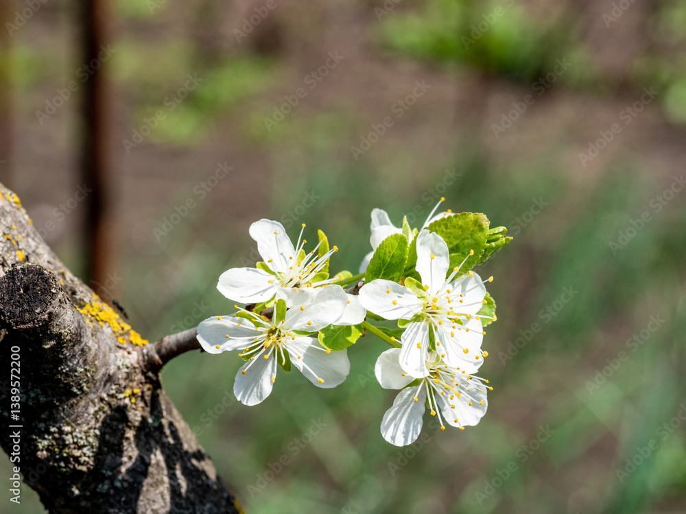 isolated twig and blossom of plum tree