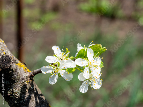 Obraz na płótnie isolated twig and blossom of plum tree w salonie