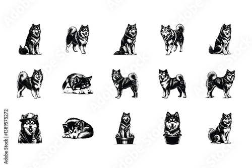 Alaskan Malamute Dog