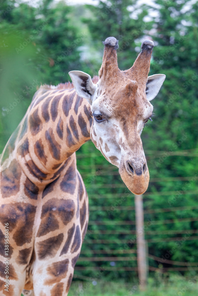 Obraz premium Giraffe, Rothschild´s giraffe