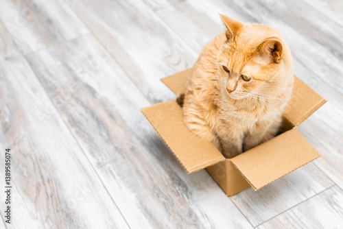 Tableau sur toile ginger cat sits in a small cardboard box
