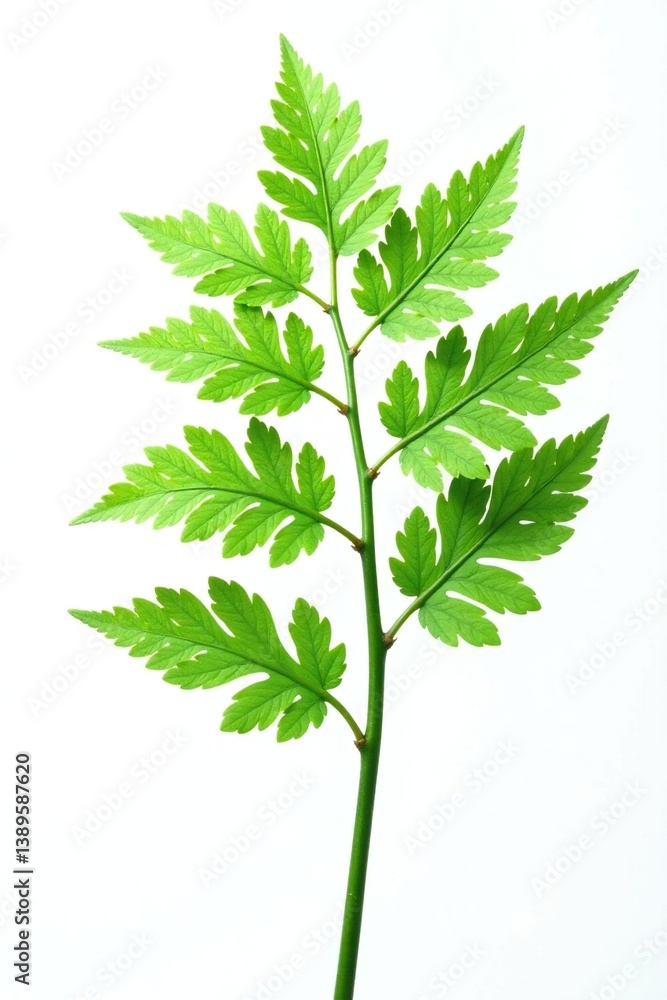 Fototapeta premium Leafy branches with ferns isolated on white background, plant, leafy branches, tree
