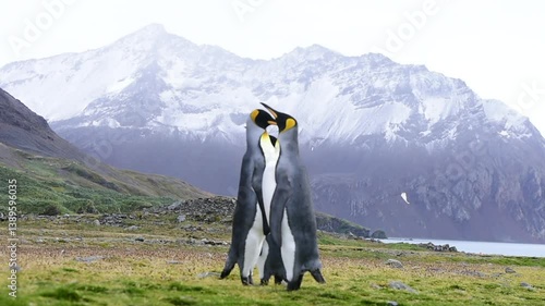 King Penguin on the beach in South Georgia