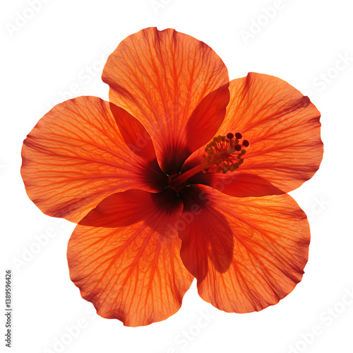 Wallpaper Mural Stunning Orange Hibiscus Flower Torontodigital.ca