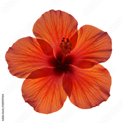 Wallpaper Mural Orange Hibiscus Flower Image Torontodigital.ca