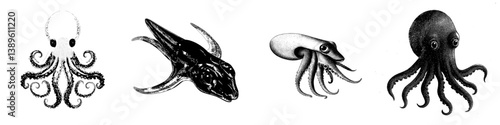 The sketch of a Pholidoteuthis, a type of isolated mollusk Cephalopod, is depicted as a modern hand drawn hooked squid