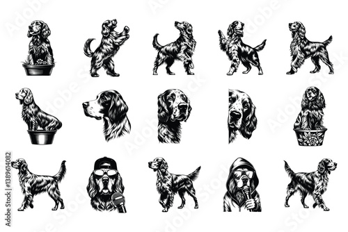 Irish Setter Dog