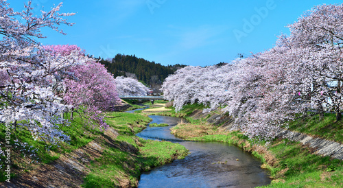 福島県石川郡石川町　満開の桜と今出川