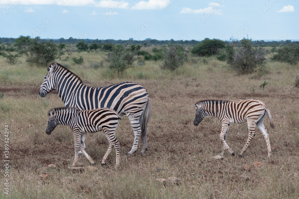 Burchell's zebra mare with two uniquely marked foals with black muzzles Burchell's zebra mare with two uniquely marked foals with black muzzles